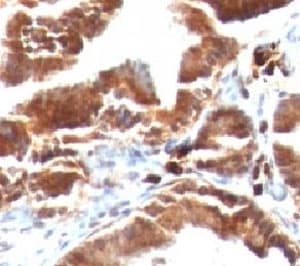 TOP1MT Antibody (clone TOP1MT/488)