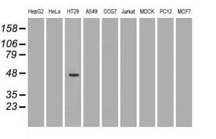 Monoclonal Mouse anti-Human GATA4 Antibody (clone OTI9F9, IHC, IF, WB)