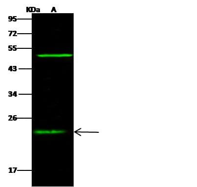 CRADD / RAIDD Antibody (Preservative Free)
