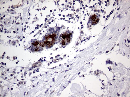 AGR2 Antibody (aa21-175, clone OTI2D11)