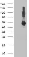 DNAJA2 Antibody (clone OTI1G9)