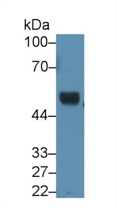 RNH1 Antibody (aa76-333)