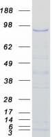 Human BACH1 Protein (Recombinant Myc-DDK (Flag))
