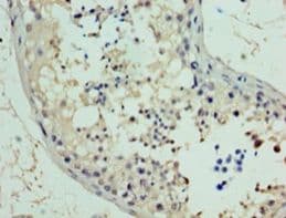 RAD18 Antibody (aa1-495)