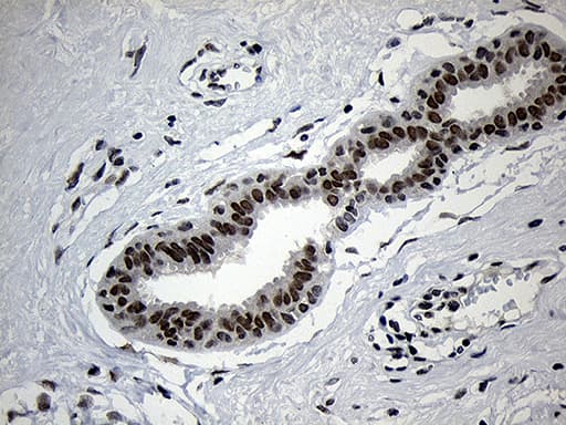 ZNF670 Antibody (clone OTI6E10, Carrier-free)