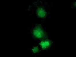 Monoclonal Mouse anti-Human GBP5 Antibody (clone OTI1B2, IF, WB)