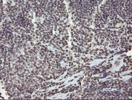 CHN1 Antibody (clone OTI2G6)