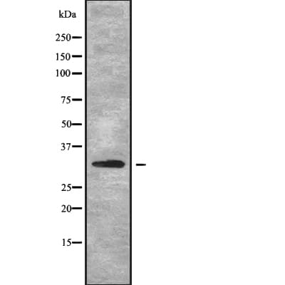 MRPL2 Antibody