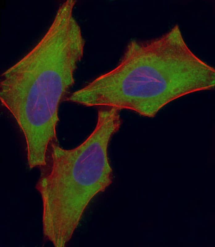 SLC7A5 / CD98 Light Chain Antibody (N-Terminus)