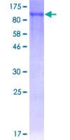 Human NR1D1 Protein (Recombinant GST)