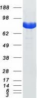 Human STAT1 Protein (Recombinant Myc-DDK (Flag))