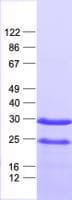 Human CXXC4 Protein (Recombinant His, N-Terminal)