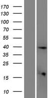 ETV3L Protein (Over-Expression Lysate Myc-DDK (Flag))