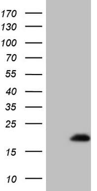 EIF4EBP3 Antibody (clone OTI3B9)
