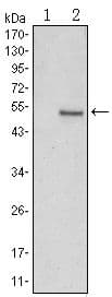 SUZ12 Antibody (clone 2C11)