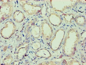 Polyclonal Rabbit anti-Human IZUMO4 Antibody (aa16-214, IHC, WB)