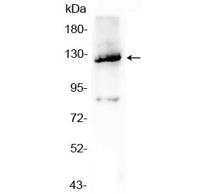 VCL / Vinculin Antibody