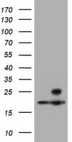 PSMB9 Antibody (aa21-219, clone OTI2G6)