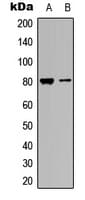 MAPT / Tau Antibody (C-Terminus)