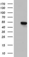 ZNF385B / ZNF533 Antibody (aa149-399, clone OTI1B3, Carrier-free)