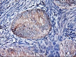 HMOX2 / Heme Oxygenase 2 Antibody (clone OTI1C2)