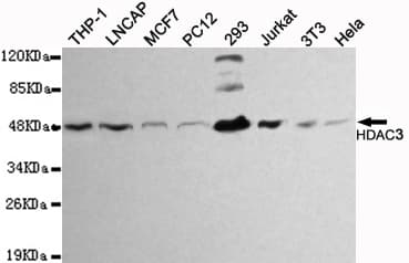 Monoclonal Mouse anti-Human HDAC3 Antibody (WB)