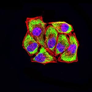 Monoclonal Mouse anti-Human LRP3 Antibody (clone 7B3A5E9, WB)