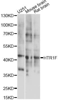 HTR1F / 5-HT1F Receptor Antibody