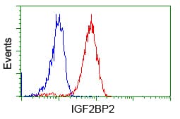 IGF2BP2 Antibody (clone OTI3F9)