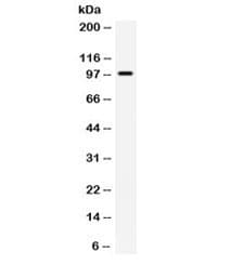 TLR5 Antibody