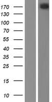 NISCH Protein (Over-Expression Lysate Myc-DDK (Flag))