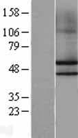 NKAP Protein (Over-Expression Lysate Myc-DDK (Flag))