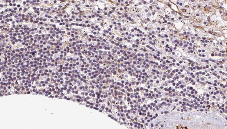 VNN1 Antibody