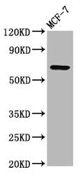 Polyclonal Rabbit anti-Human RYK Antibody (IHC, WB)