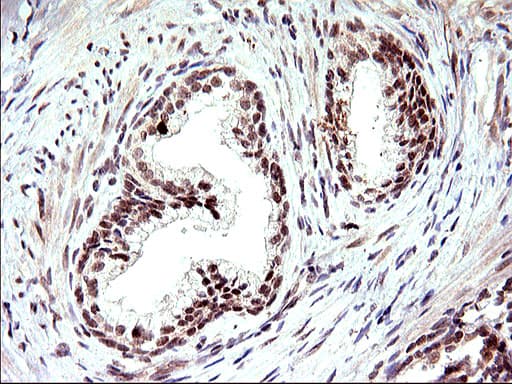 NDN / Necdin Antibody (clone OTI5D1)