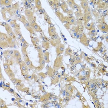 STX7 / Syntaxin 7 Antibody