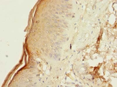 IHC-plus™ PI3 / Elafin Antibody
