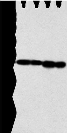 NDUFB9 Antibody