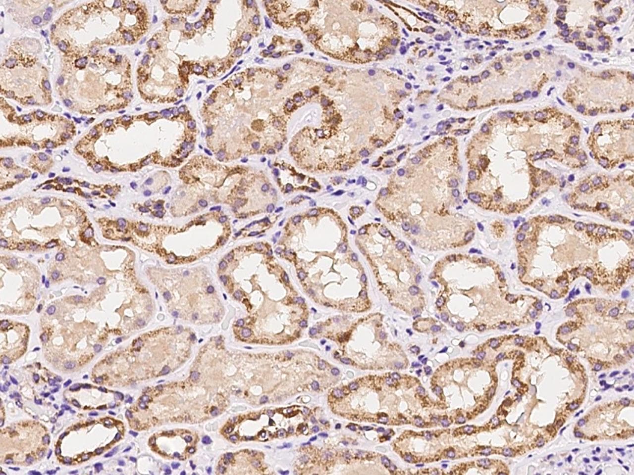 MRPS35 Antibody