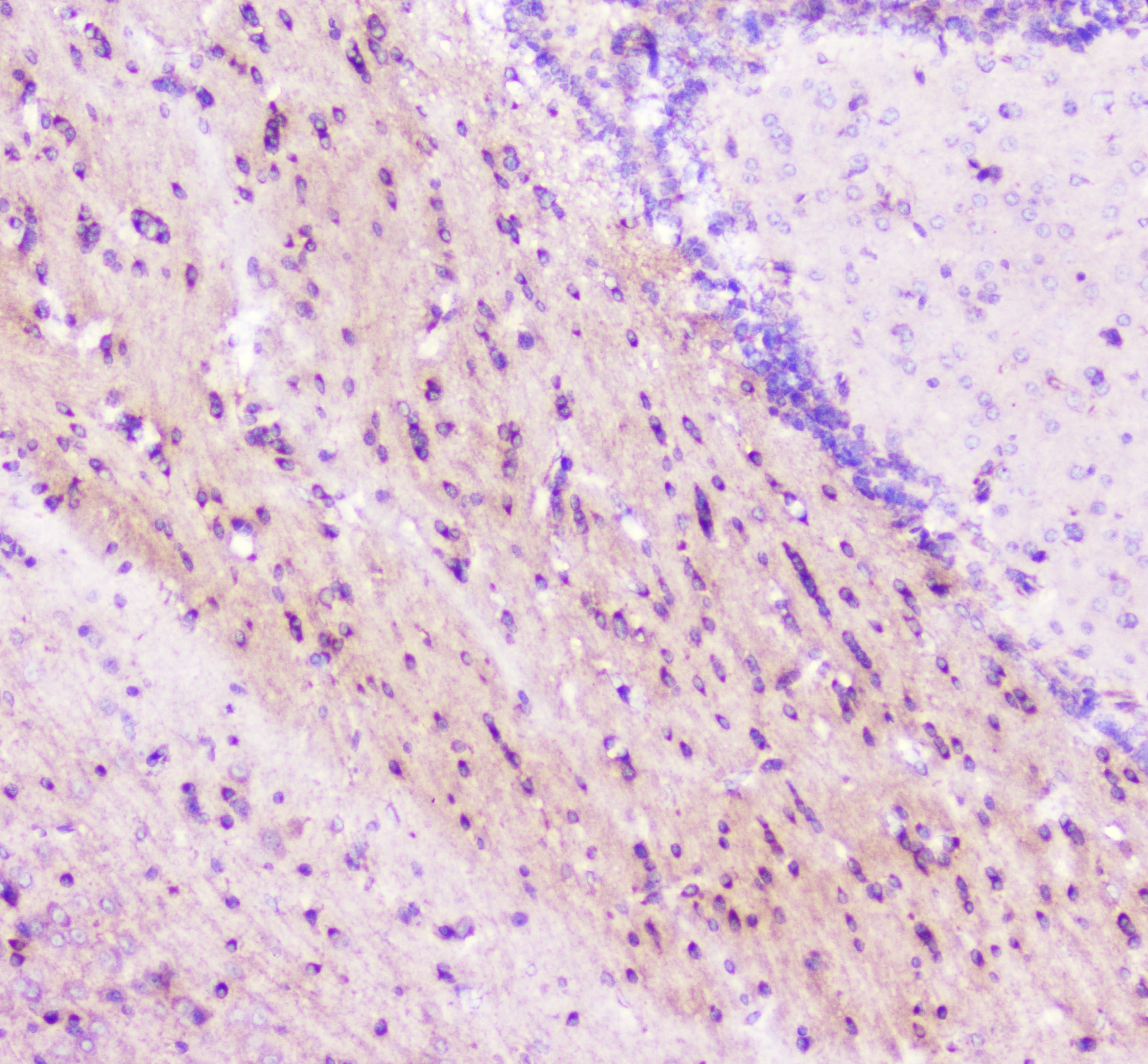 ELAVL2 / HUB Antibody