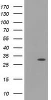 Monoclonal Mouse anti-Human HAGHL Antibody (clone OTI1G8, IF, WB)