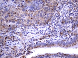 Monoclonal Mouse anti-Human NEU1 / NEU Antibody (clone OTI3D4, IHC, WB)