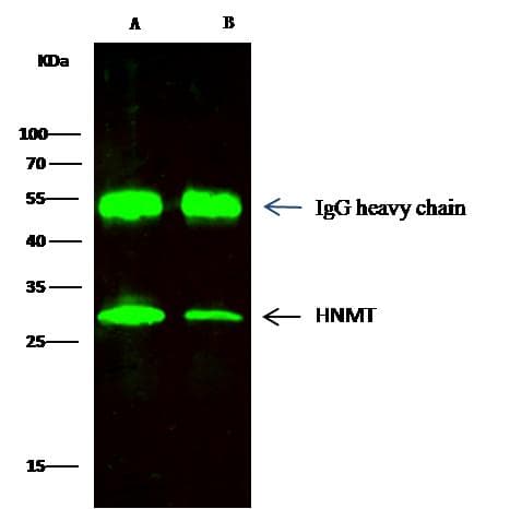 Polyclonal Rabbit anti-Human HMT / HNMT Antibody (Preservative Free, WB)