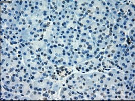 CYPOR / POR Antibody (clone OTI3H10)