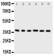 CDK7 Antibody (aa329-346)