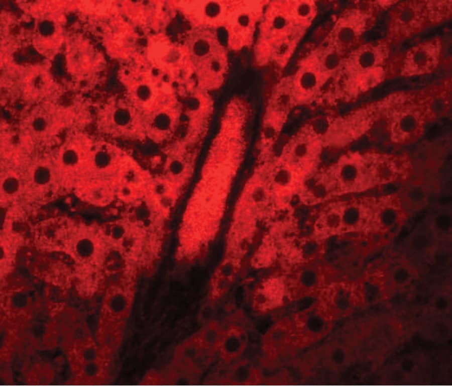 WDR74 Antibody