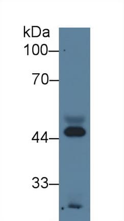 APOA4 Antibody (clone A10, Cy3)