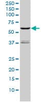STK4 Antibody (clone 1D7-8A10)