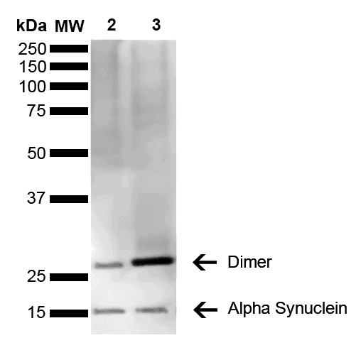 SNCA / Alpha-Synuclein Antibody (clone 3C11, Atto 390)