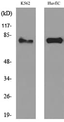 HSD17B4 Antibody
